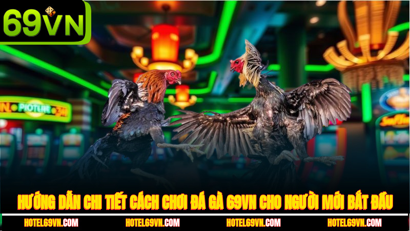 huong-dan-chi-tiet-cach-choi-da-ga-69vn-cho-nguoi-moi-bat-dau-1