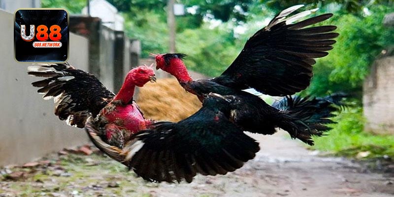 Ý nghĩa của màu gà trong chiến đấu?