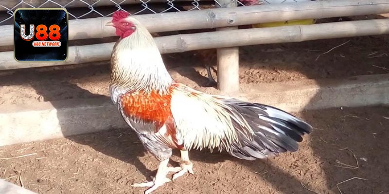 Cách chọn màu gà chuẩn xác thông qua bộ lông