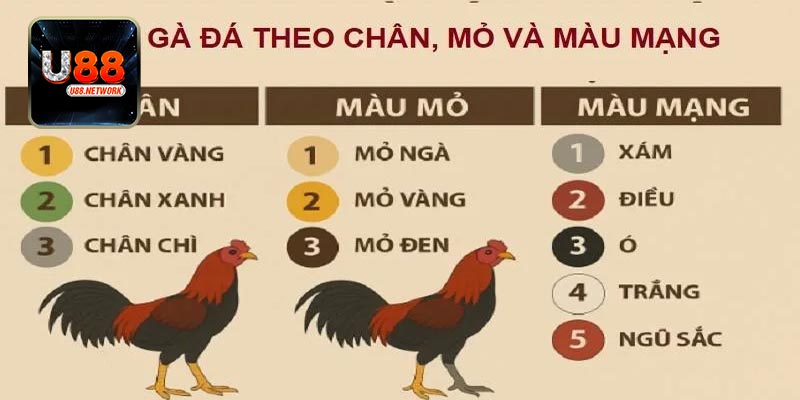 Cách chọn màu gà chiến dựa vào chân